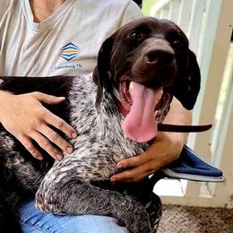 German Shorthaired Pointers from Triple C Kennels