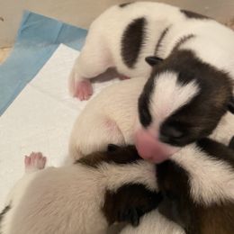 Akita Puppies from Gloe Akita's