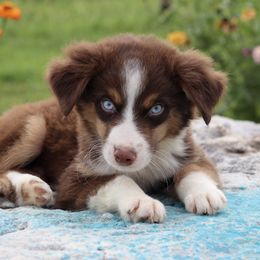 Boy 3 - male Miniature Australian Shepherd puppy in Caufield, Missouri from Rockin CF Aussies
