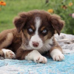 Boy 3 - male Miniature Australian Shepherd puppy in Caufield, Missouri from Rockin CF Aussies