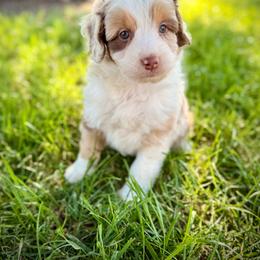 Judith - Brown merle female Aussiedoodle puppy in Ohio from Holley Doodles