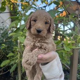 Cooper - Dark golden male Golden Retriever puppy in North Highlands, California from The Purrfectpups