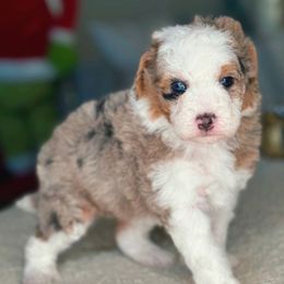 Doughnut - Merle male Bernedoodle puppy in West Jordan, Utah from Doodles Friend