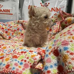 Jason - Tan male Morkie puppy in Taylorsville, North Carolina from Mountain Top Hot Tailz