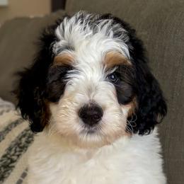 Snowflake - Tri-color female Bernedoodle puppy in Gilbert, Arizona from 5280 Bernedoodles