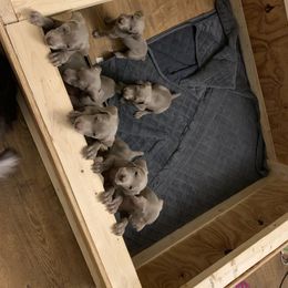 Weimaraner Puppies from Golden Hill’s Weimaraner’s
