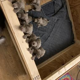 Weimaraner Puppies from Golden Hill’s Weimaraner’s
