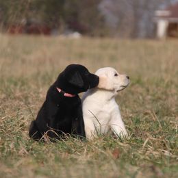 Labrador Retriever Puppies from Ivy Leash Labradors