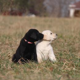 Labrador Retriever Puppies from Ivy Leash Labradors