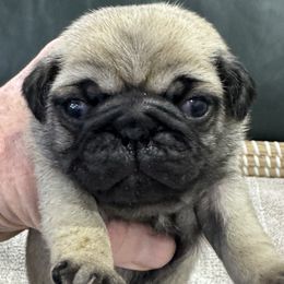 Boy 4 - male Pug puppy in Troutman, North Carolina from Ohana Pugs