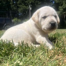Labrador Retriever Puppies from Snowpeak English Labradors
