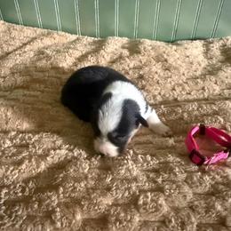 Pink Collar - Black and tan female Pembroke Welsh Corgi puppy in Derby, Iowa from Newton Hay & Cattle
