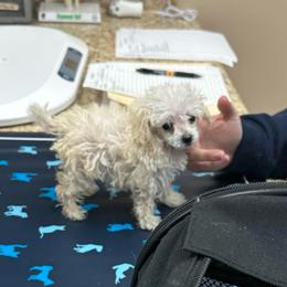 Tiny Baby girl - White female Poodle puppy in Rockvale, Tennessee from Cosmic Chinese Cresteds & Wind-Echo Poodles