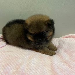 Pomeranian Puppies from Nikki’s lil Pomeranians