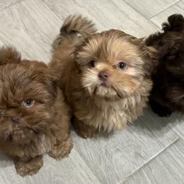 Shih Tzu Puppies from Mosley Kennel Shih Tzu