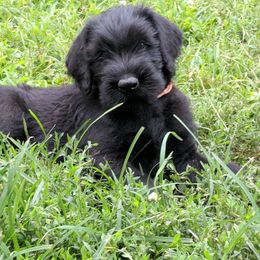 Giant Schnauzer Puppies from Riesenschnauzers von Reh Bach