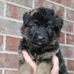 Black collar - Black and red male German Shepherd puppy in Mount Vernon, Missouri from German Haus German Shepherds LLC
