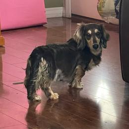 Blush - Dapple female Dachshund puppy in Lincoln, Arkansas from Red Dirt Dachshunds