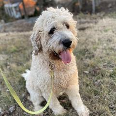 Rose - Saint Berdoodle