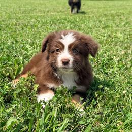 Girl 3 - Red tri female Miniature Australian Shepherd puppy in Arcadia, Indiana from Sunset Cowgirl Mini Aussies