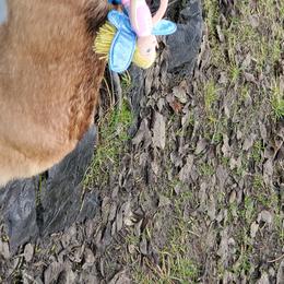 Pembroke Welsh Corgis from Bar W Ranch Corgis