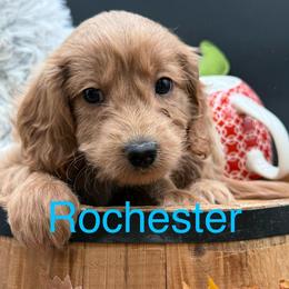 Rochester - Red male Double Doodle puppy in Hayden, Alabama from Agape Southern Farms