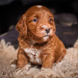 Haaland - Red  male Goldendoodle puppy in Tyner, Kentucky from Good Dog Doodles