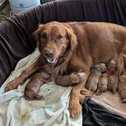 Golden Retriever Puppies from 10 Piece Golden Nugget Retrievers