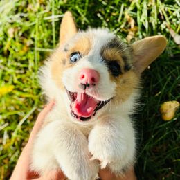 Riley - Blue merle and white male American Corgi puppy in Hale, Michigan from All Hale Corgis