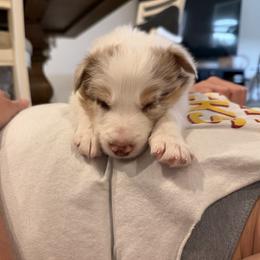 Teddy - Red merle male Border Collie puppy in Seguin, Texas from Geronimo Creek Border Collies