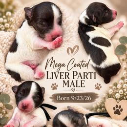 Cooper - Parti male Miniature Schnauzer puppy in Magalia, California from NorCal Schnauzers