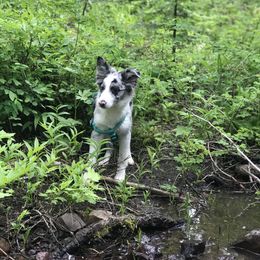 Border Collies, Dachshunds, and Pembroke Welsh Corgis from Divine Dogs