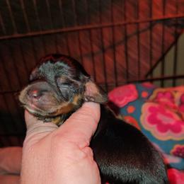 Boy1 - Black and tan male Dachshund puppy in Lansing, Michigan from Black Thunder 517 Dachshunds and frenchies
