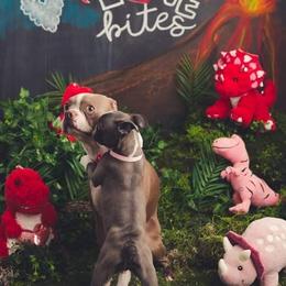 Boston Terrier Puppies from Beatrice's Kennels