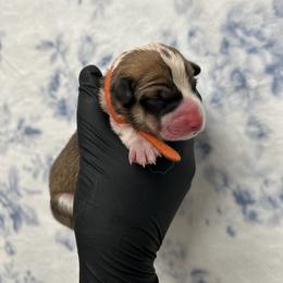 Hercules - Fawn male Pembroke Welsh Corgi puppy in Vacaville, California from Hope_4thebay_Corgis