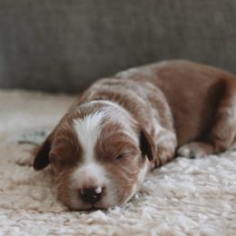 Mango - Red  male Goldendoodle puppy in Austin, Texas from Cedarcrest Goldendoodles
