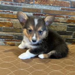 Boy 2 - Black and tan male American Corgi puppy in Visalia, California from VIP Stables