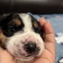 Basset Hounds from Ely’s Basset Hounds
