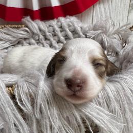 Puma - Piebald female Dachshund puppy in Fayetteville, West Virginia from Loop Creek Dachshunds