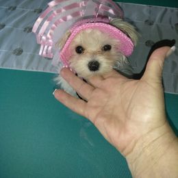 Maltese Puppies from Franny's Maltese Puppies