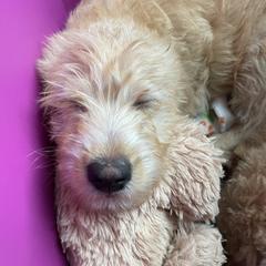 Double Doodle Puppies from Riverside Doodles in Seattle (double doodles)