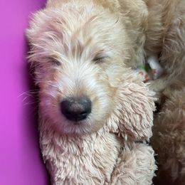 Double Doodle Puppies from Riverside Doodles in Seattle (double doodles)