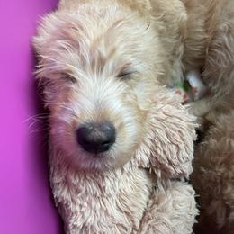 Double Doodle Puppies from Riverside Doodles in Seattle (double doodles)