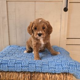 Marshmallow - Red  female Goldendoodle puppy in Floyd, Virginia from Hearts and Paws Poodles and Doodles