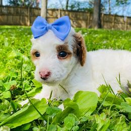 Arizona.  AKC.  Clear - White female Poodle puppy in Nixa, Missouri from Family Poodles