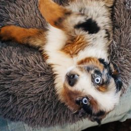 Miniature Australian Shepherds from 392 Farms