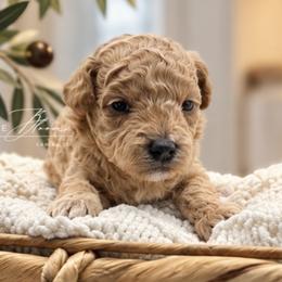 Boy 3 - Apricot male Poodle puppy in Glen Rose, Texas from Maple Bloom Canine Co.