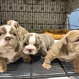 Bulldog puppies from Happy Place Kennels