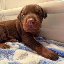 Orange Male - Red and rust male Doberman Pinscher puppy in Madison, Indiana from Jensen Dobermans and Dachshunds