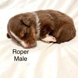 Roper - Red tri-color male Australian Shepherd puppy in Vernal, Utah from Dancing M Kennels